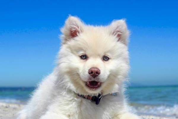 Pet Friendly RV Campground